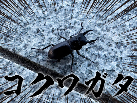 IMG_4986 のコピー